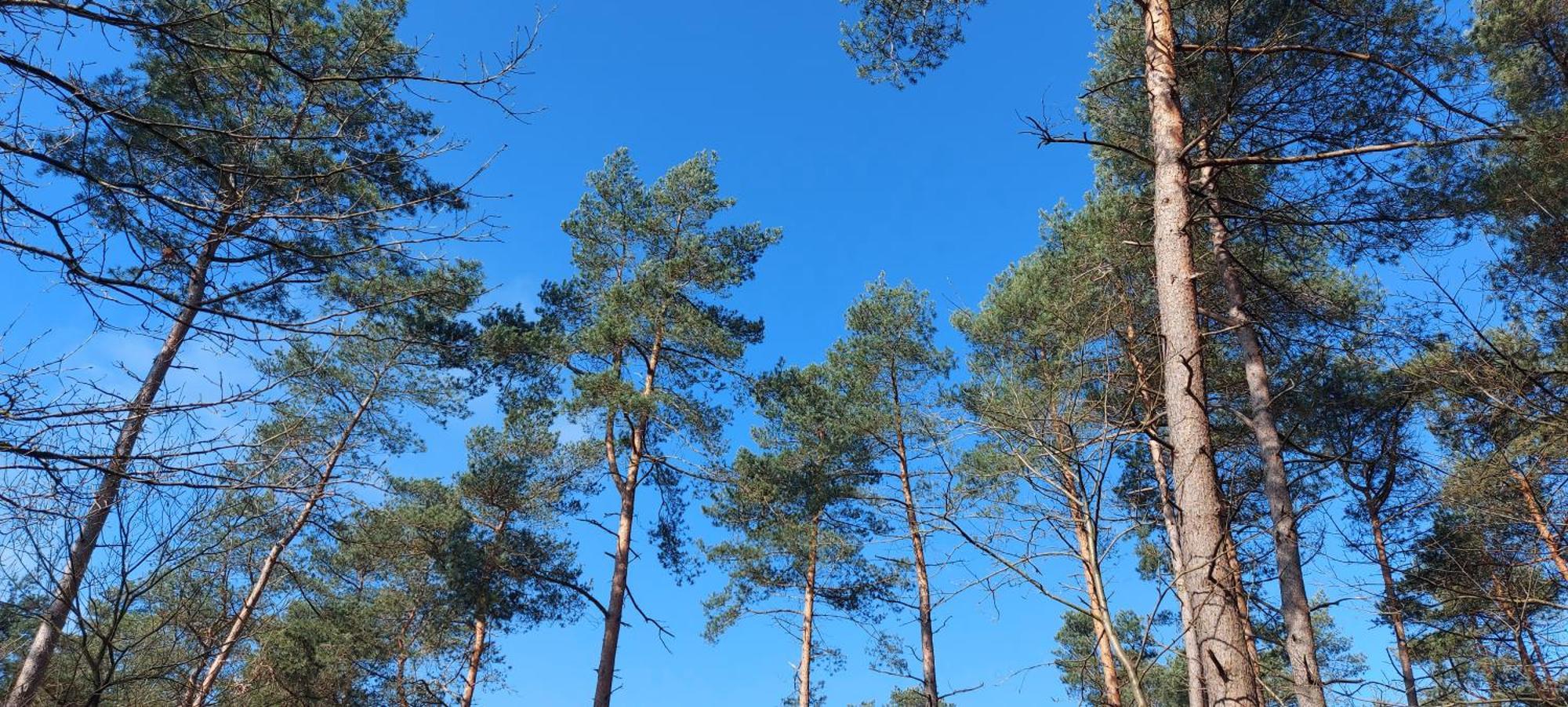 Chalet Wanama. Gelegen Op Het Vakantiepark Het Lierderholt Op De Veluwe. Villa Beekbergen Exteriör bild